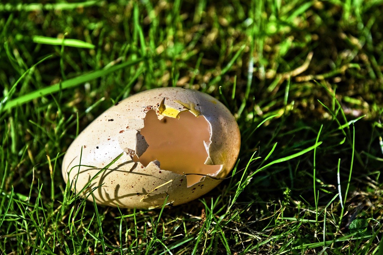 卵の殻って汚い？ついている菌や誤って食べてしまっても大丈夫？